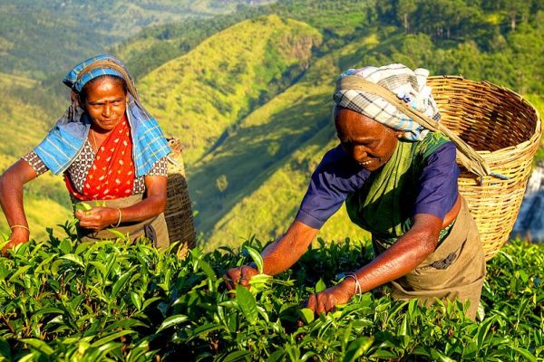 Tee-Ernte in Sri Lanka