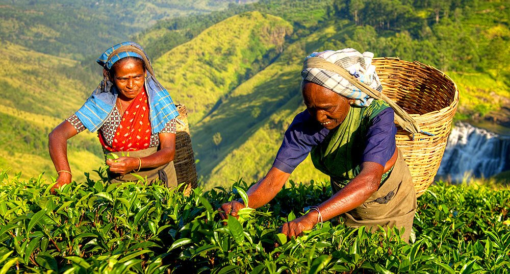 Tee-Ernte in Sri Lanka 