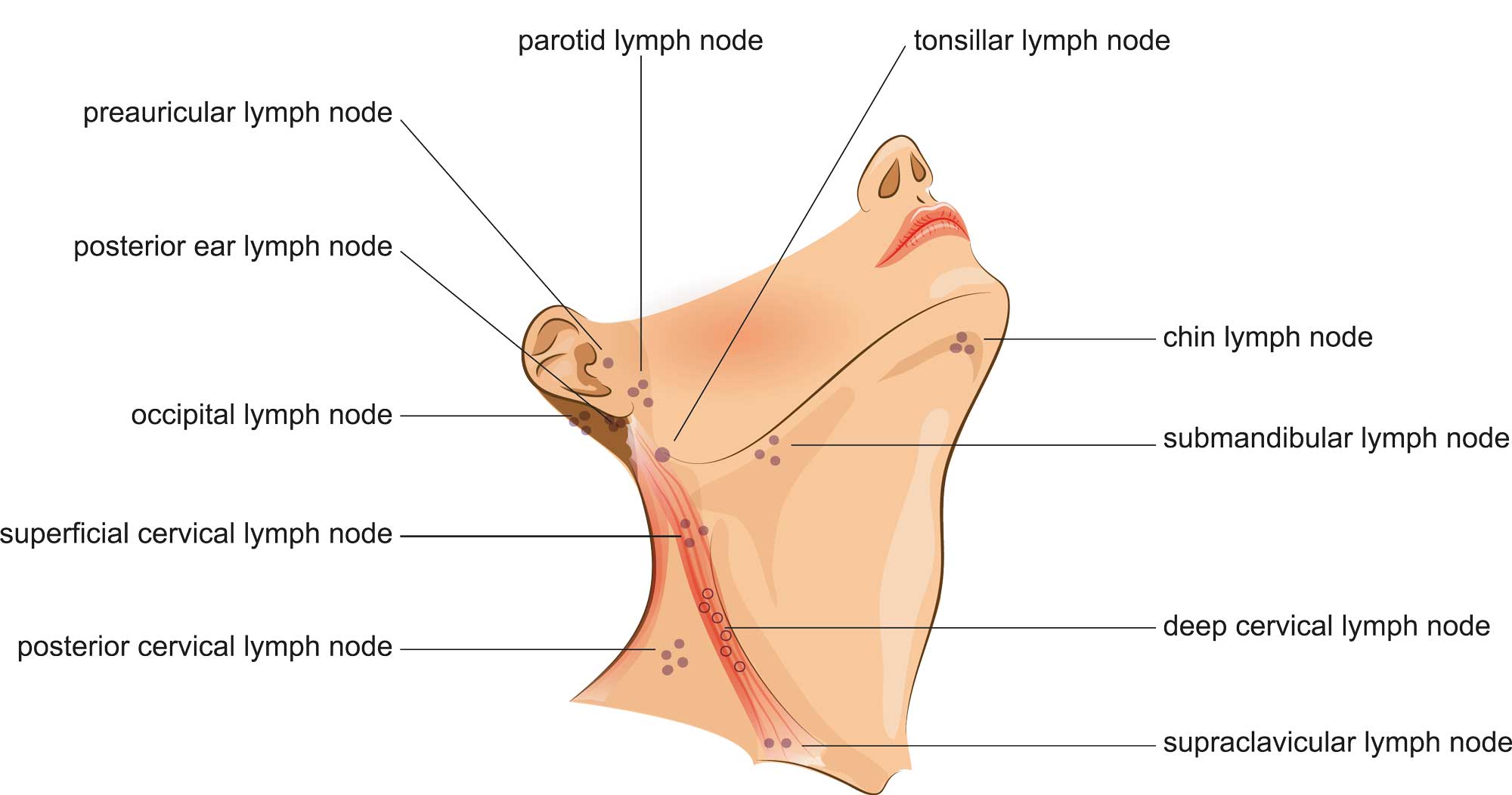Anatomie: Lage der Lymphknoten am Hals