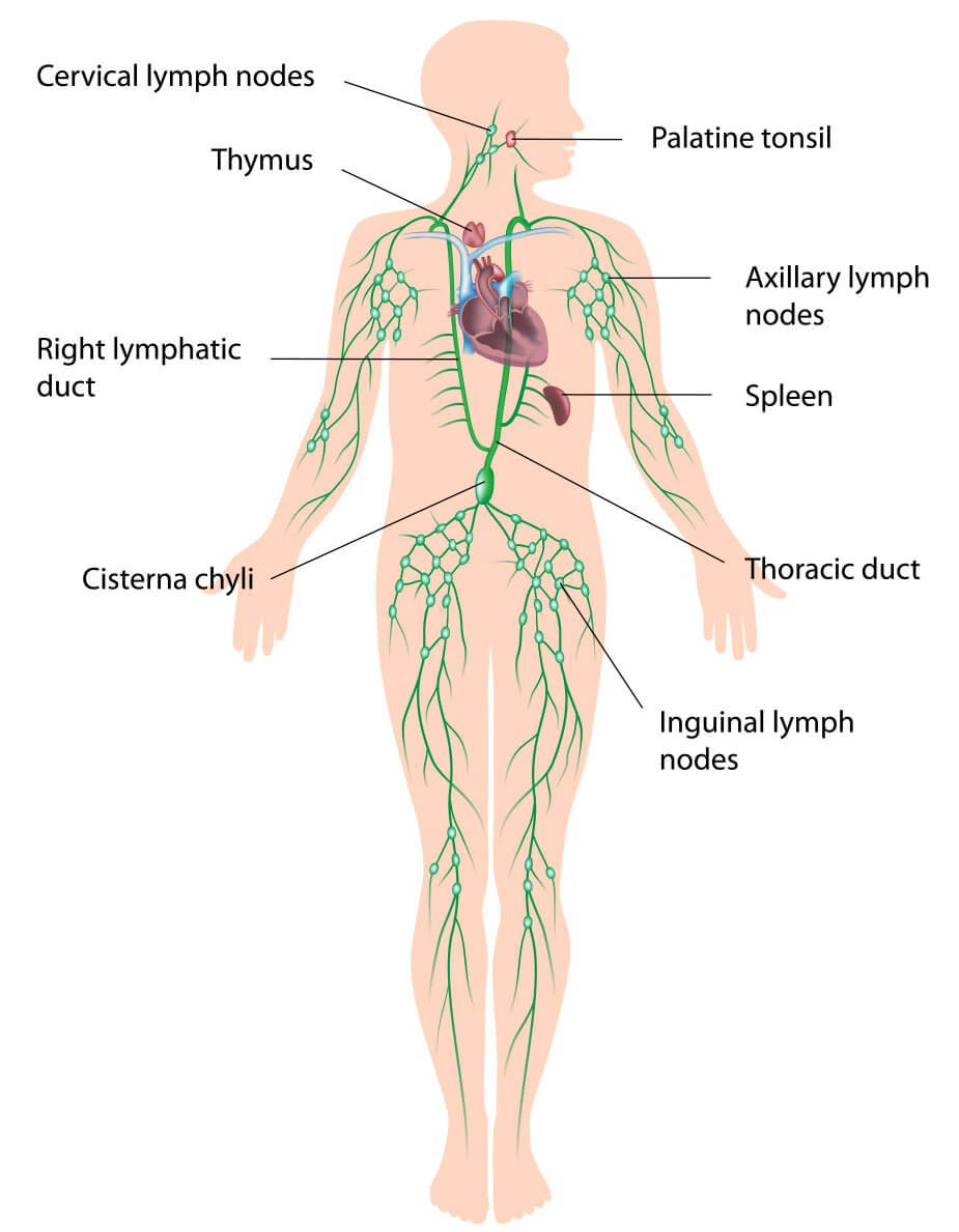 Lage der Lymphknoten im menschlichen Körper