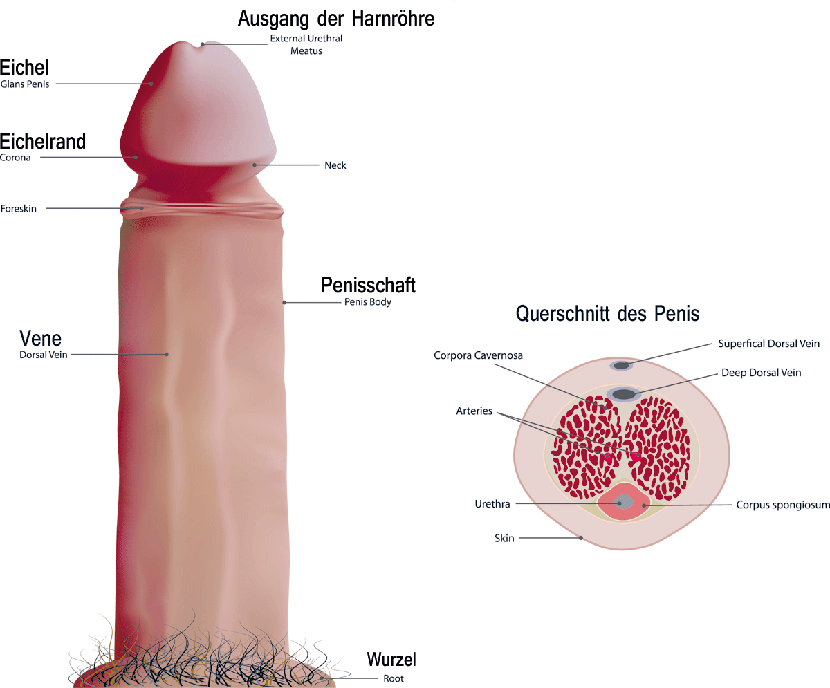 Anatomie des menschlichen Penis
