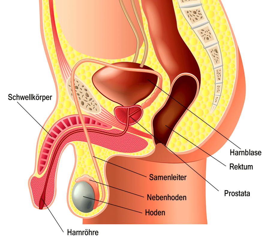 Schematische Darstellung des Penis und umgebender Organe