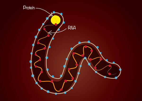 Schematische Darstellung des Ebola-Virus
