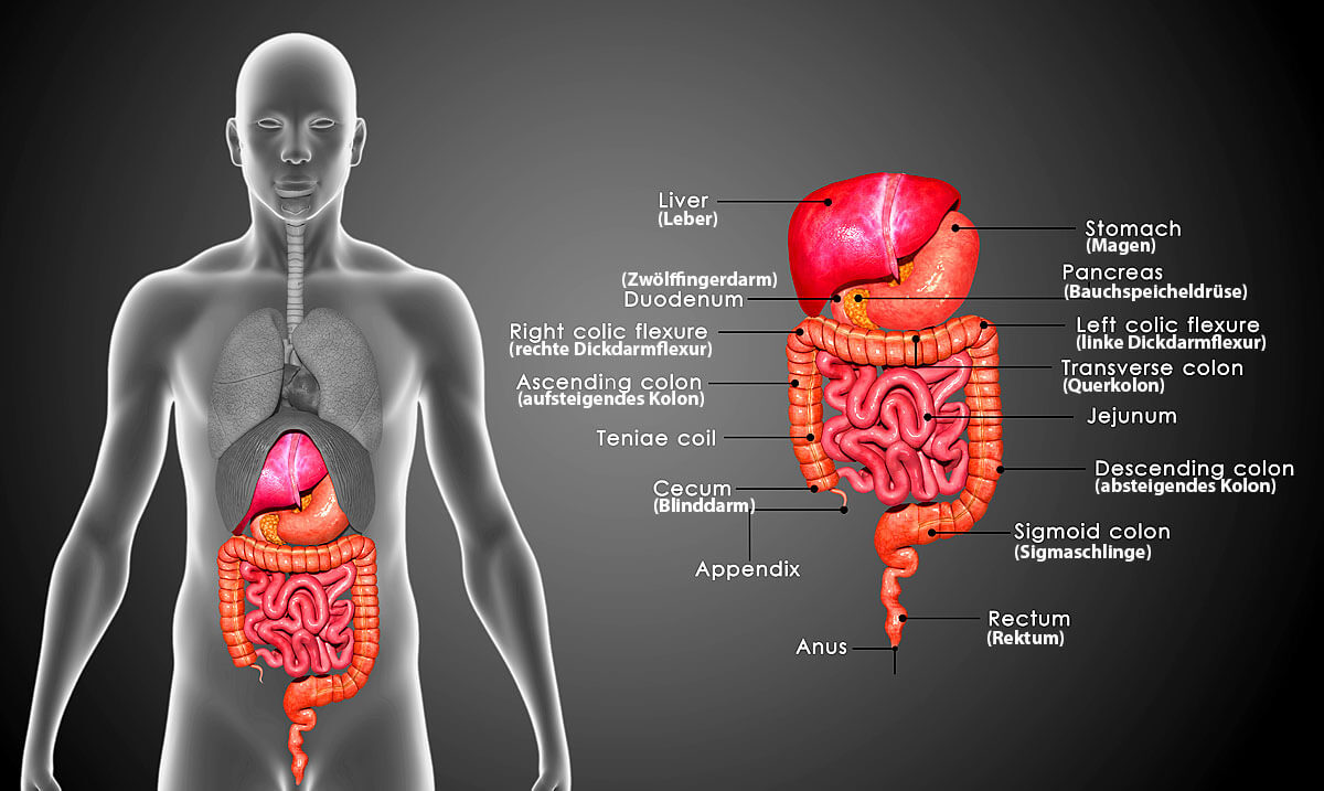 Die Bauchspeicheldrüse als Teil des menschlichen Verdauungssystem